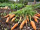 marchewki a cukrzyca, marchewki w cukrzycy